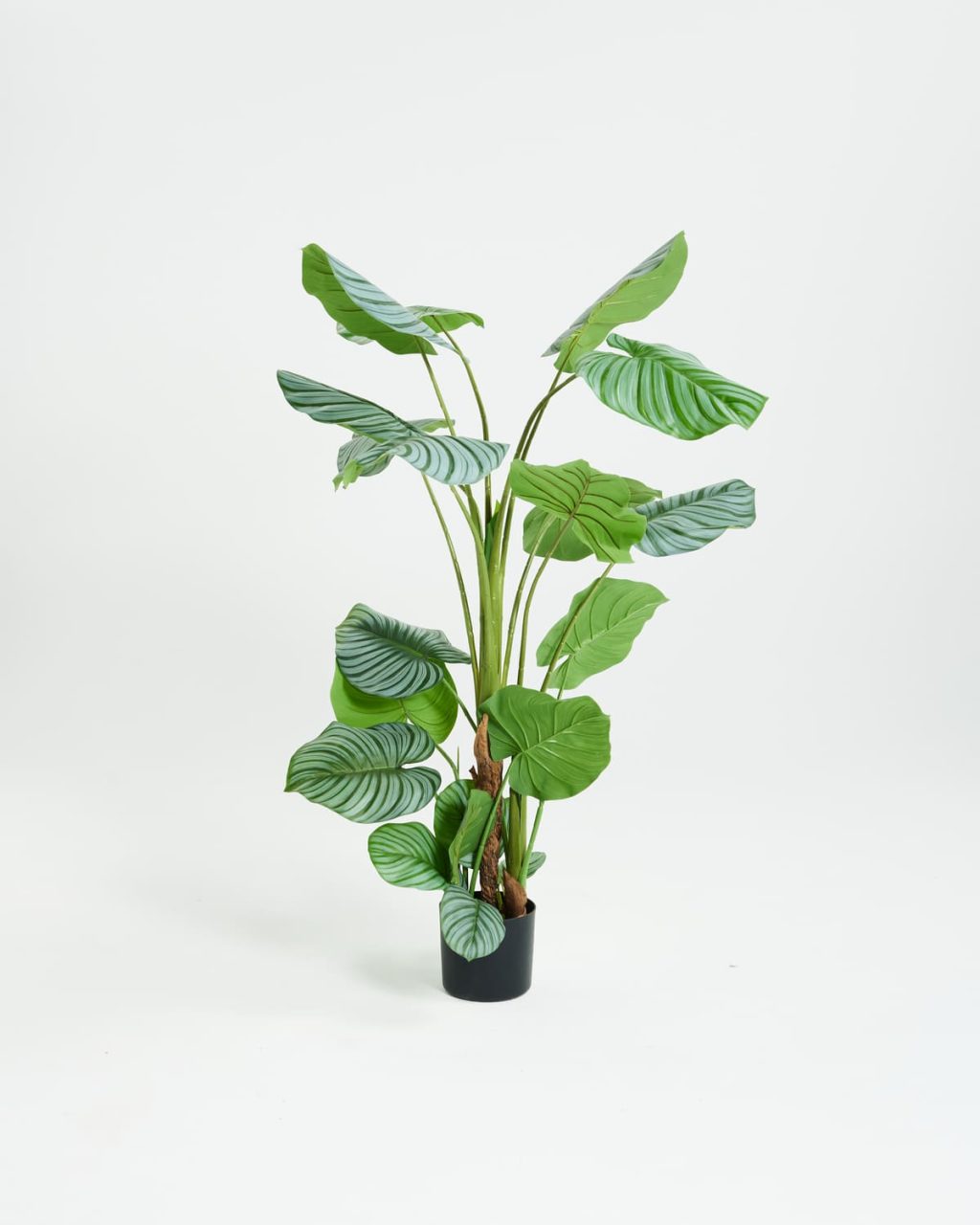 PLANTS 3