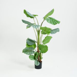 PLANTS 3