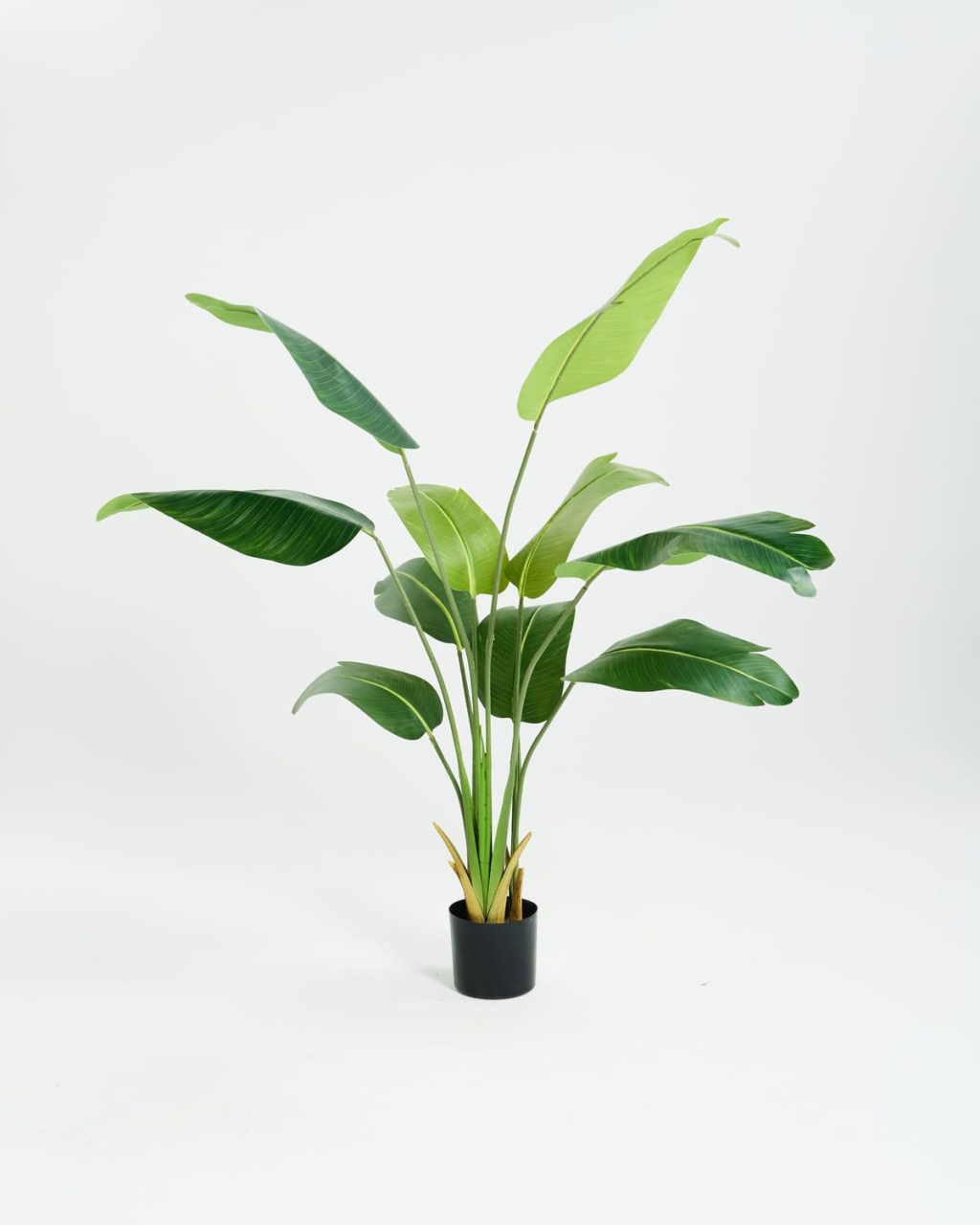 PLANTS 2
