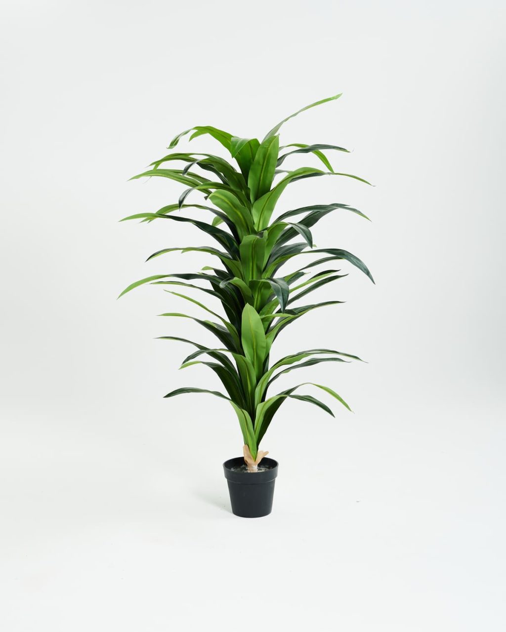 PLANTS 1