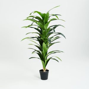 PLANTS 1