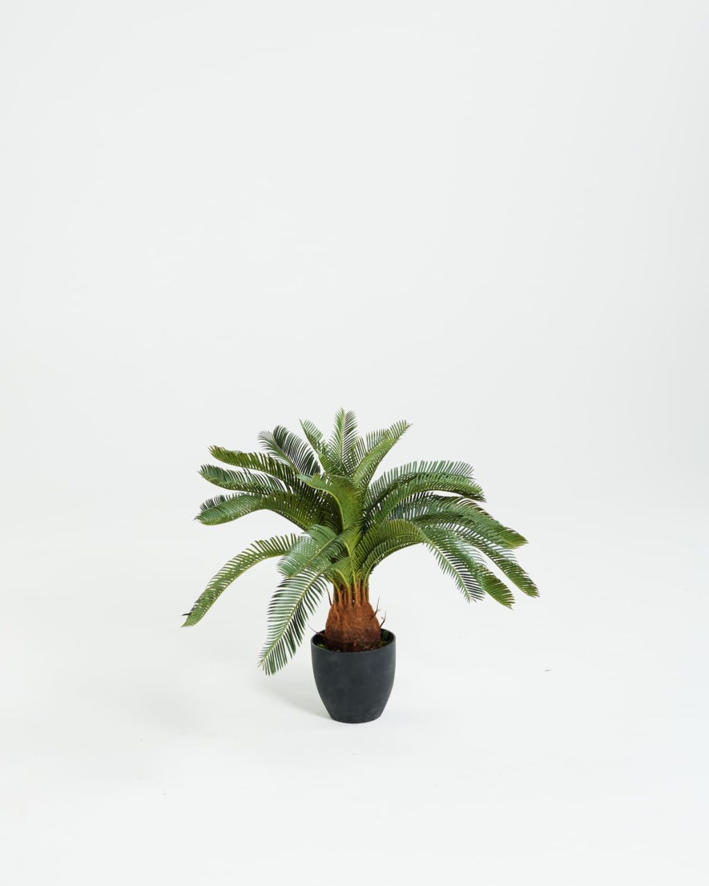 PLANTS 7