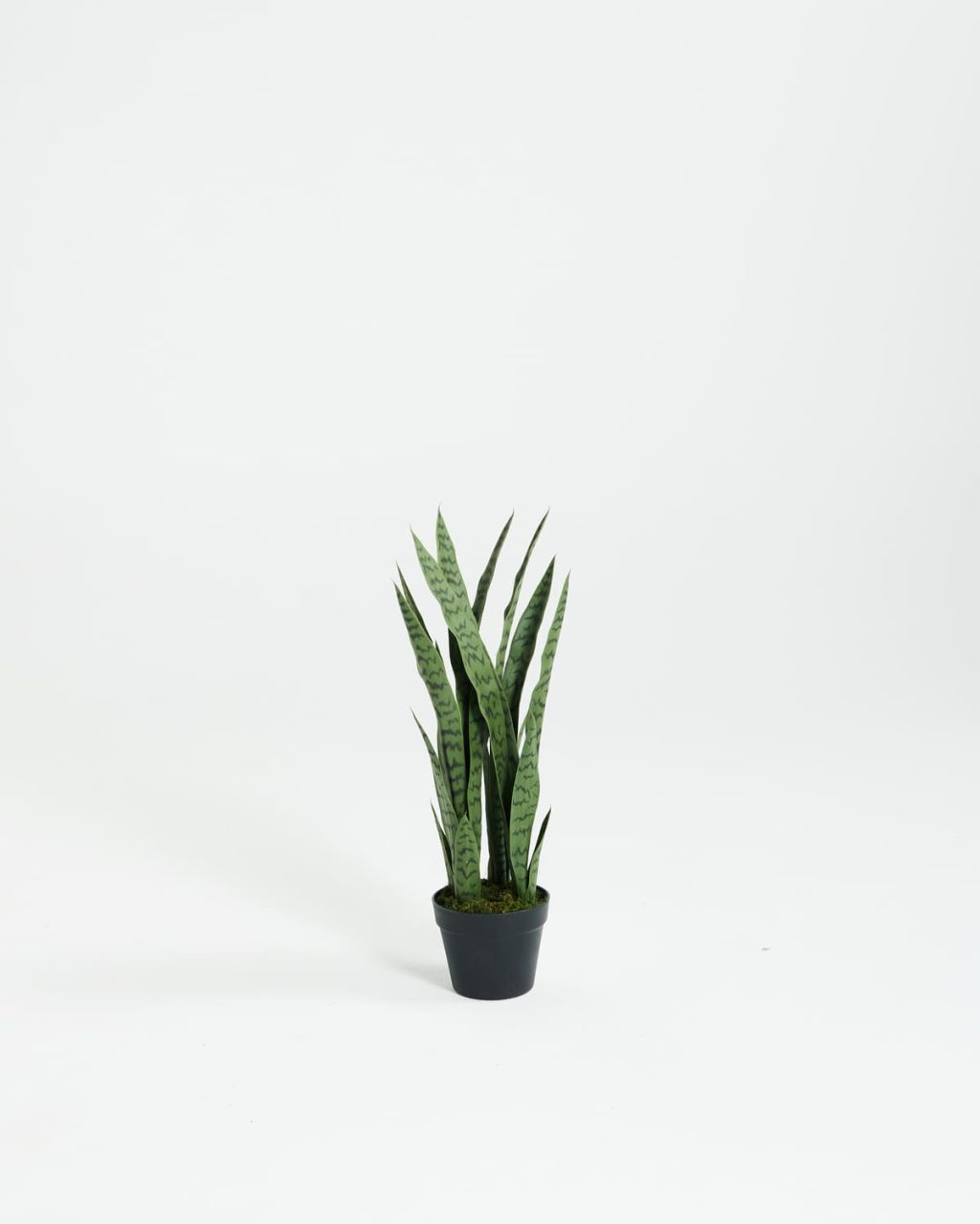 PLANTS 6