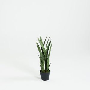 PLANTS 6