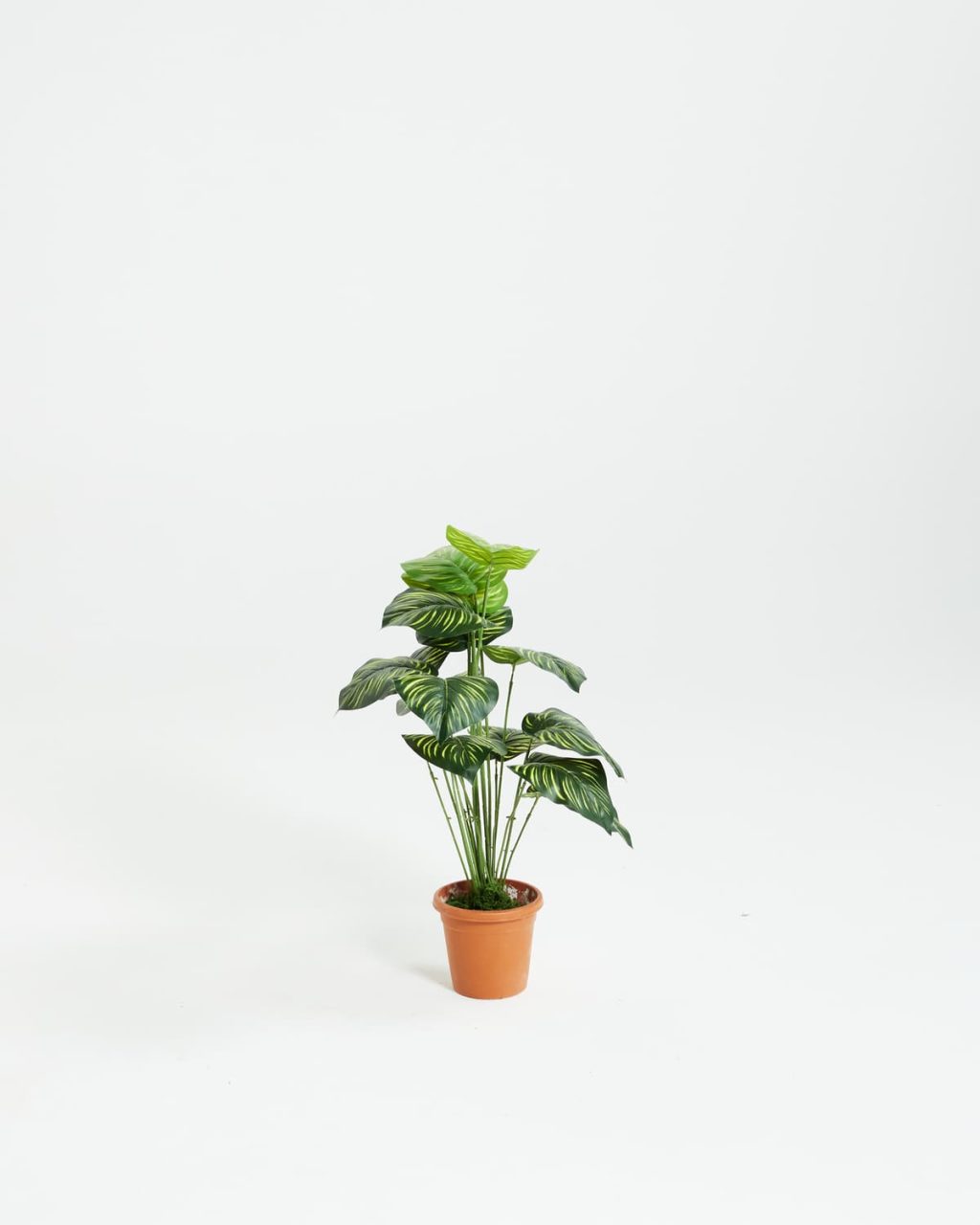 PLANTS 5