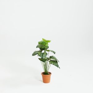 PLANTS 5