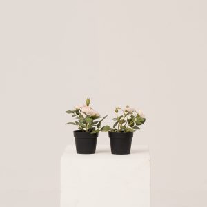 PLANTS 15