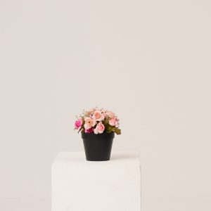 PLANTS 16