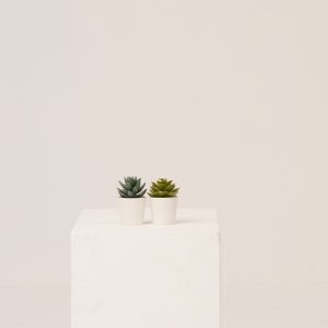 PLANTS 17