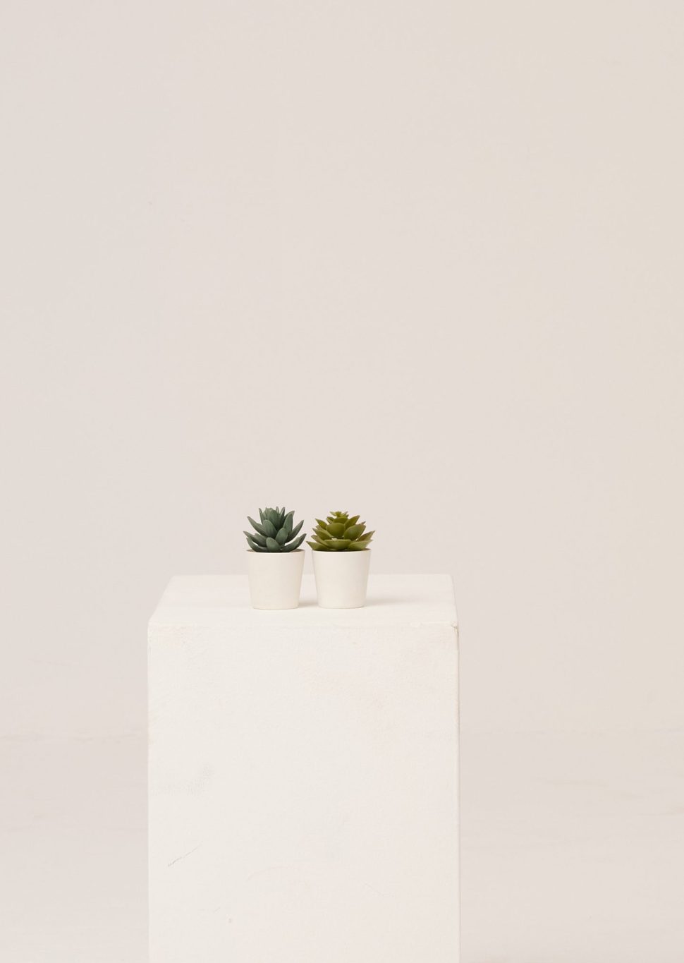 PLANTS 17