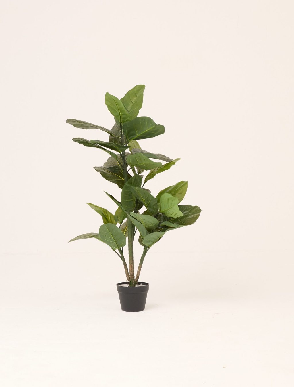 PLANTS 8