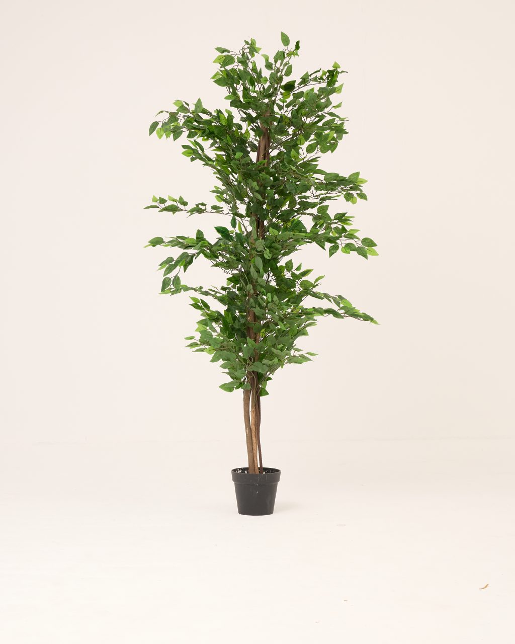 PLANTS 10