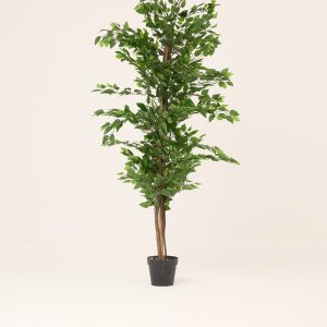 PLANTS 10