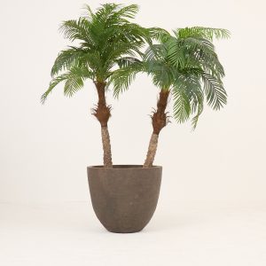 PLANTS 11