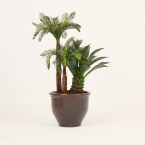 PLANTS 12