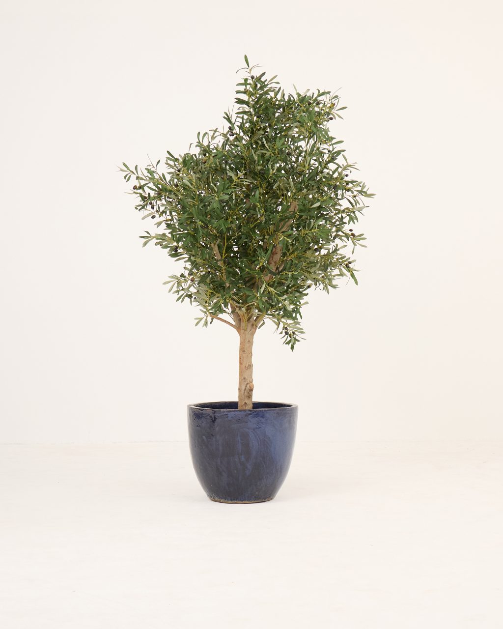 PLANTS 13