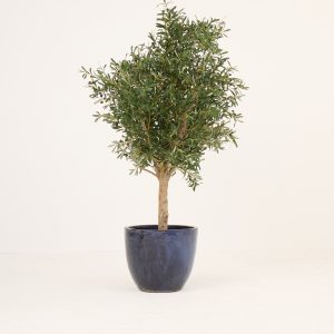 PLANTS 13